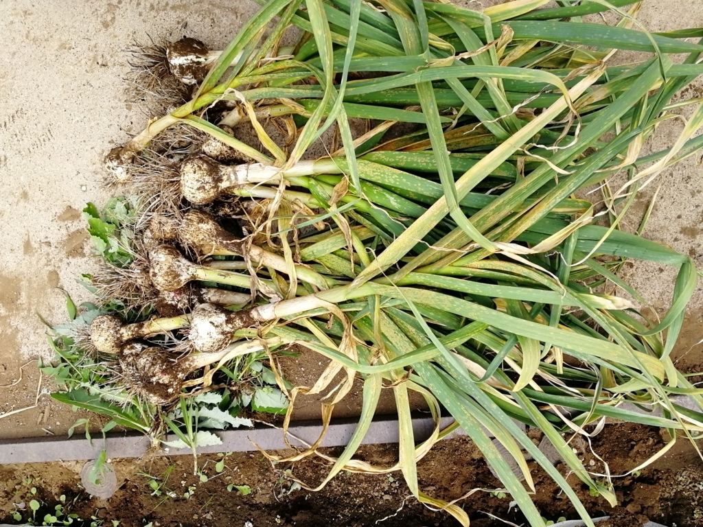 f:id:HB5060YasaiBu:20180529200628j:plain