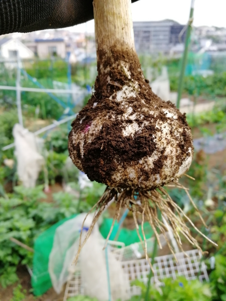 f:id:HB5060YasaiBu:20180529200655j:plain