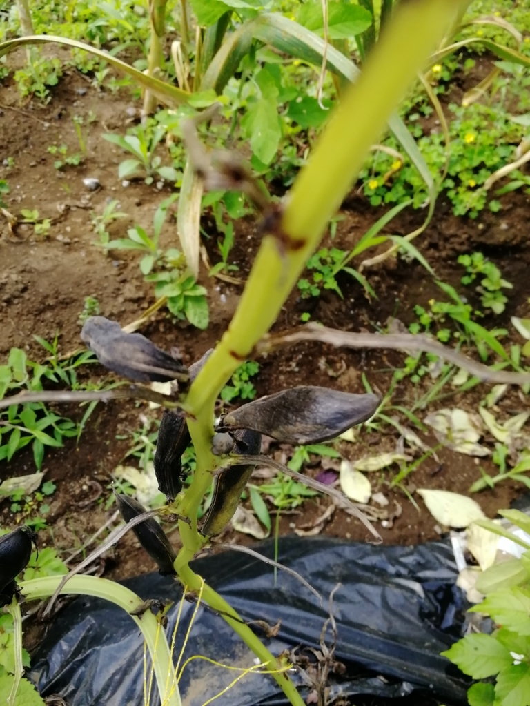 f:id:HB5060YasaiBu:20180529200943j:plain