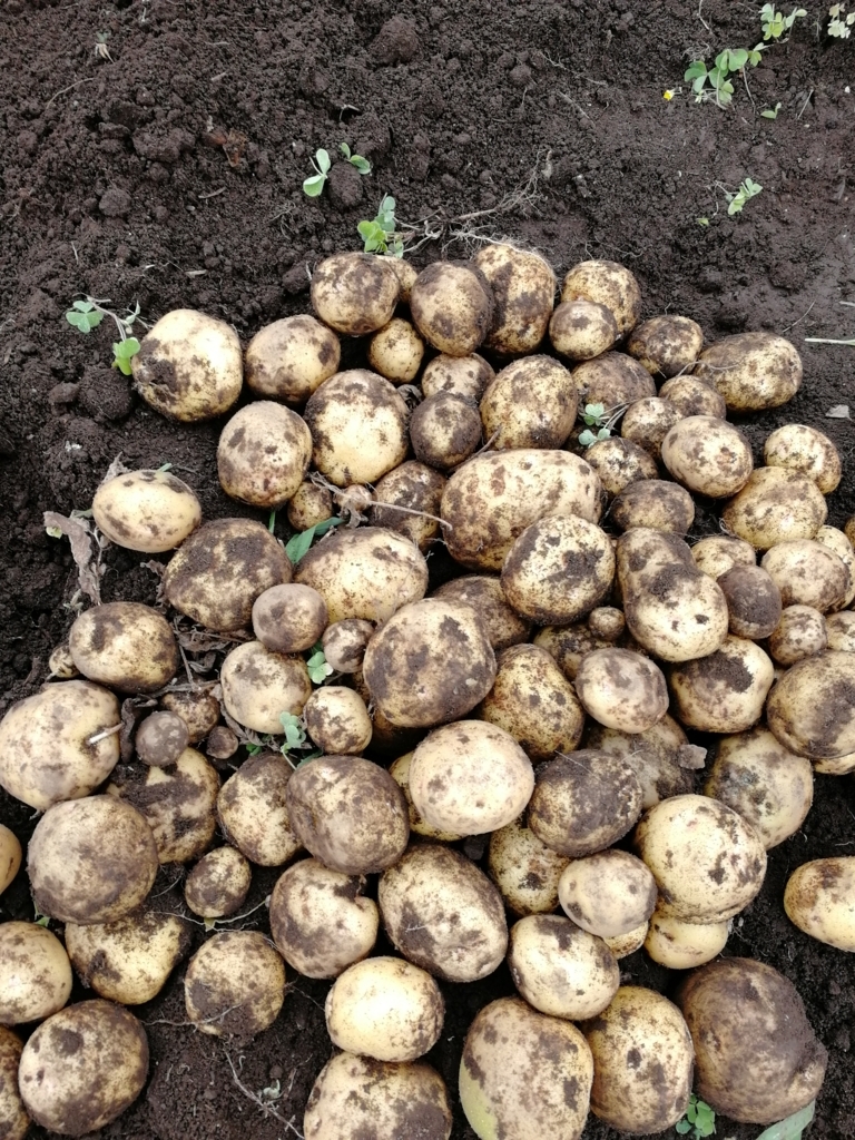 f:id:HB5060YasaiBu:20180621231517j:plain