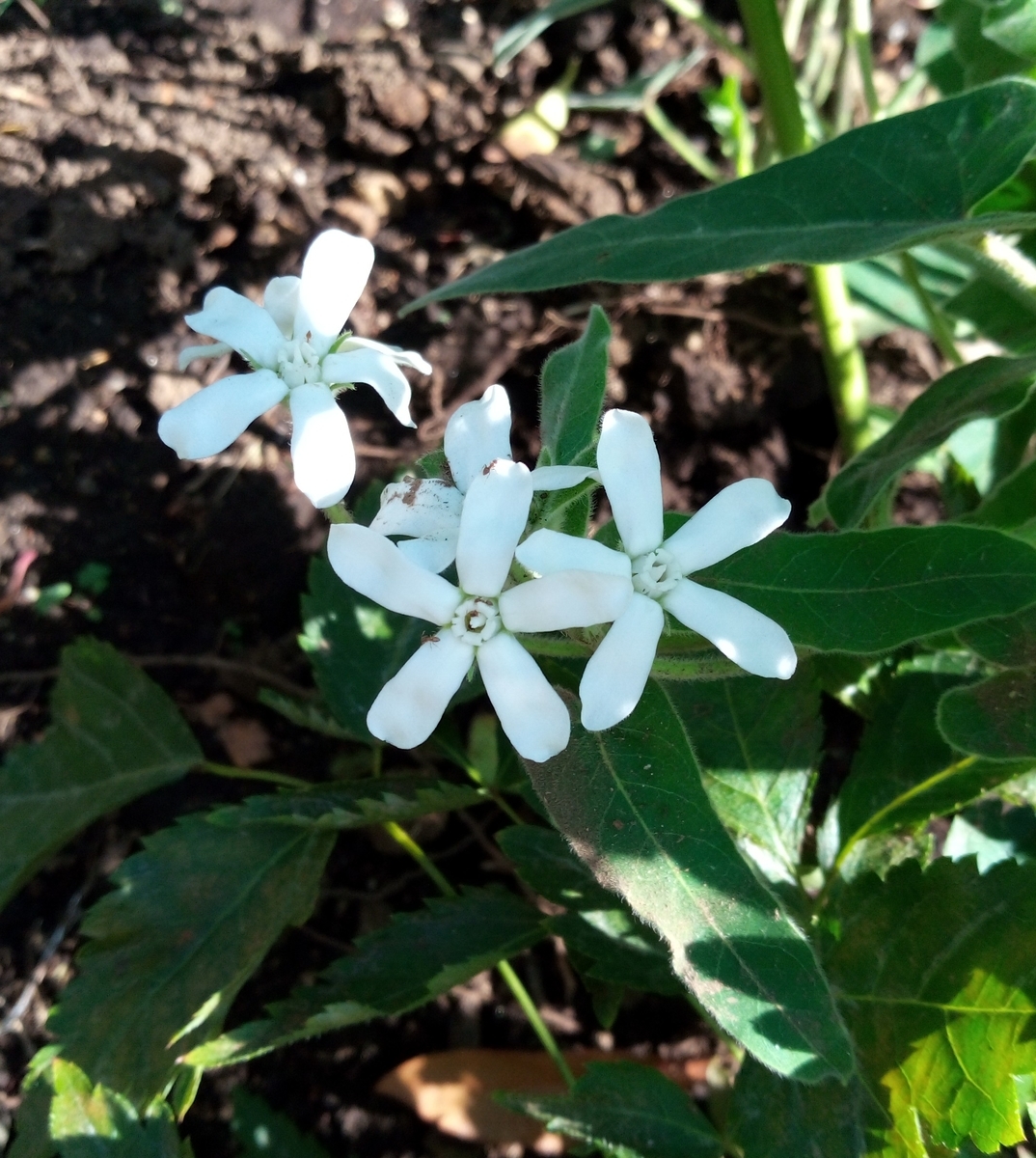 植え替え記録 今のジャンルはバラ庭 植え替え記録 今のジャンルはバラ庭