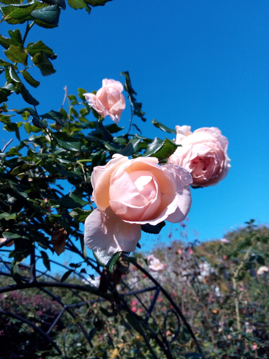 f:id:HHnavyhat:20191030153647j:plain f:id:HHnavyhat:20191030153647j:plain