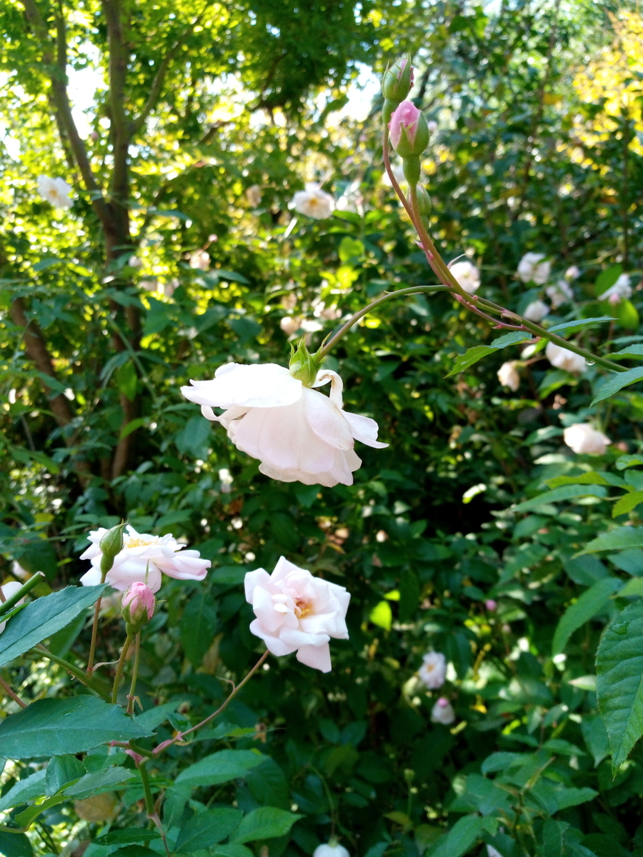 f:id:HHnavyhat:20191030154417j:plain f:id:HHnavyhat:20191030154417j:plain