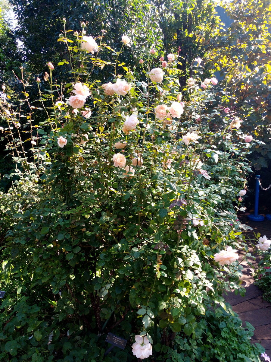 f:id:HHnavyhat:20191030155409j:plain f:id:HHnavyhat:20191030155409j:plain