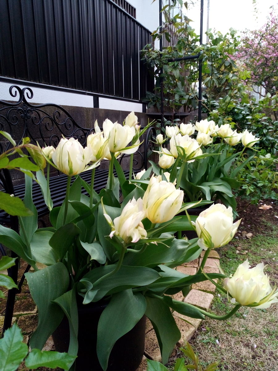 チューリップとユーフォルビア 今のジャンルはバラ庭