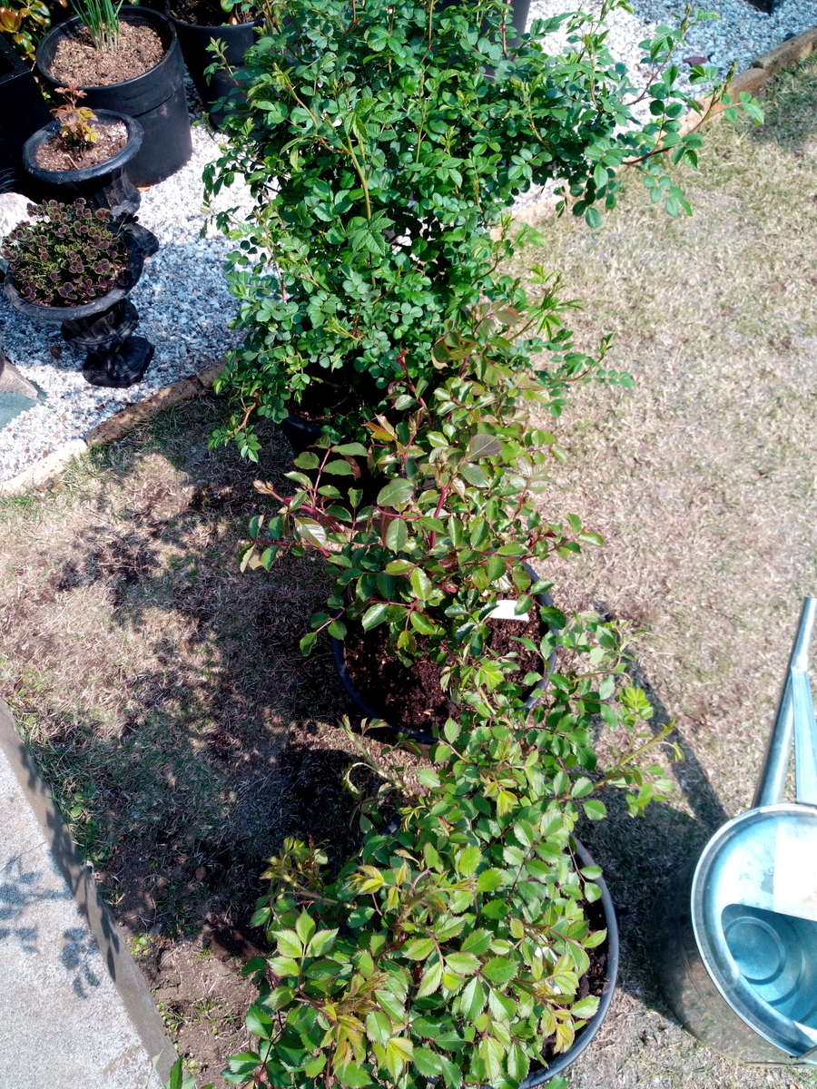 f:id:HHnavyhat:20200416143352j:plain f:id:HHnavyhat:20200416143352j:plain