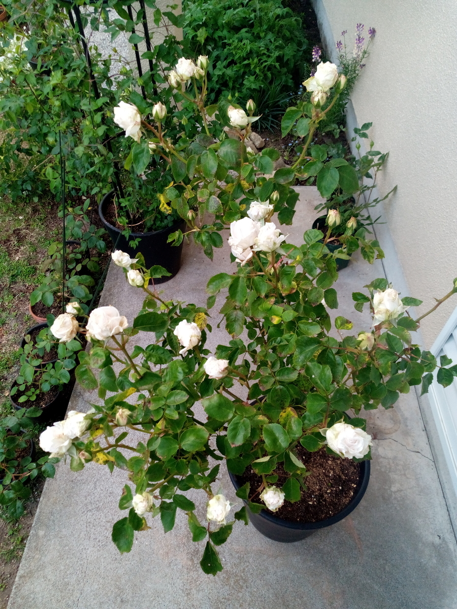 f:id:HHnavyhat:20200510054634j:plain f:id:HHnavyhat:20200510054634j:plain