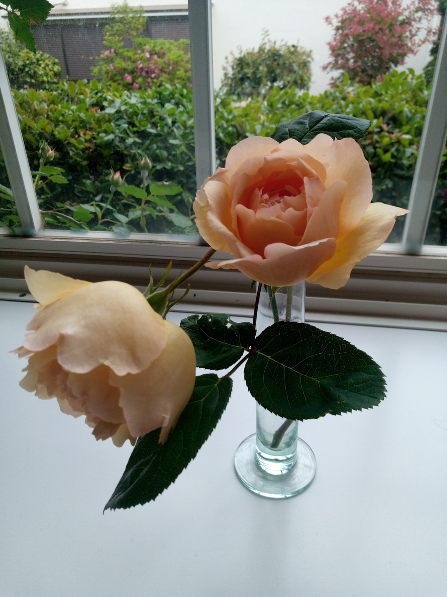 f:id:HHnavyhat:20200510060446j:plain f:id:HHnavyhat:20200510060446j:plain