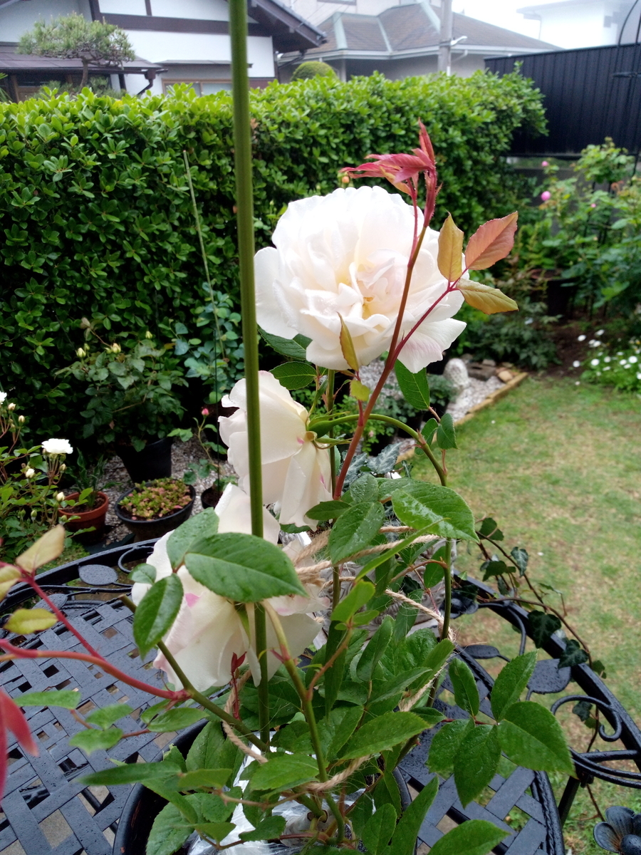 f:id:HHnavyhat:20200511205700j:plain