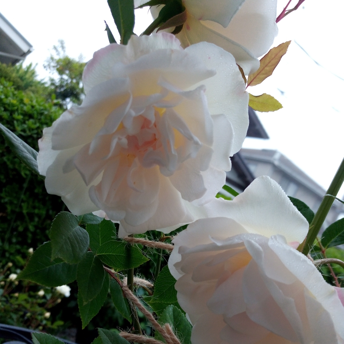 f:id:HHnavyhat:20200511205753j:plain