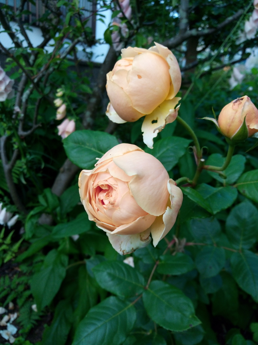 f:id:HHnavyhat:20200611143632j:plain f:id:HHnavyhat:20200611143632j:plain