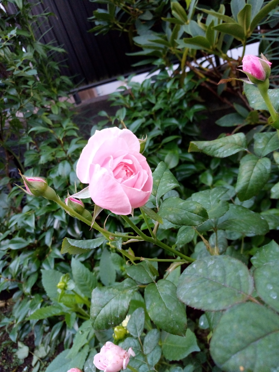 f:id:HHnavyhat:20200722181742j:plain f:id:HHnavyhat:20200722181742j:plain