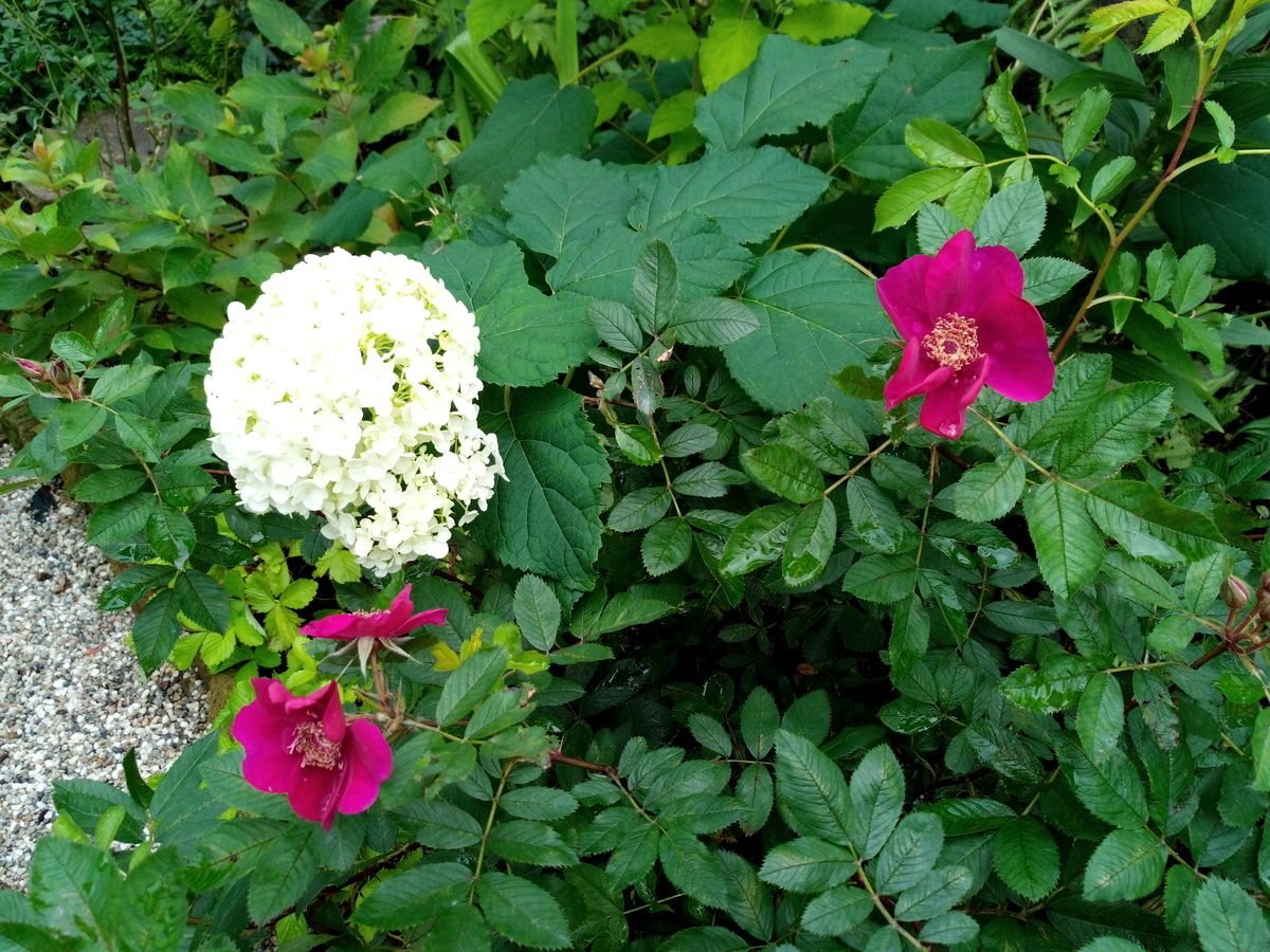 f:id:HHnavyhat:20200730174252j:plain f:id:HHnavyhat:20200730174252j:plain