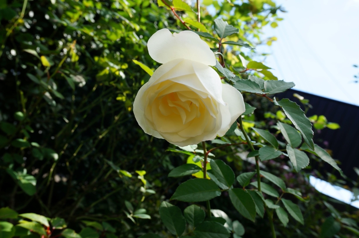 f:id:HHnavyhat:20201021173205j:plain f:id:HHnavyhat:20201021173205j:plain