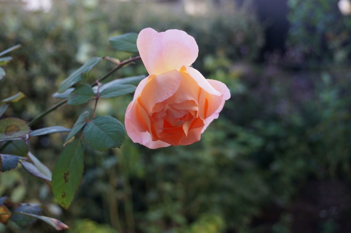 f:id:HHnavyhat:20201021173905j:plain f:id:HHnavyhat:20201021173905j:plain