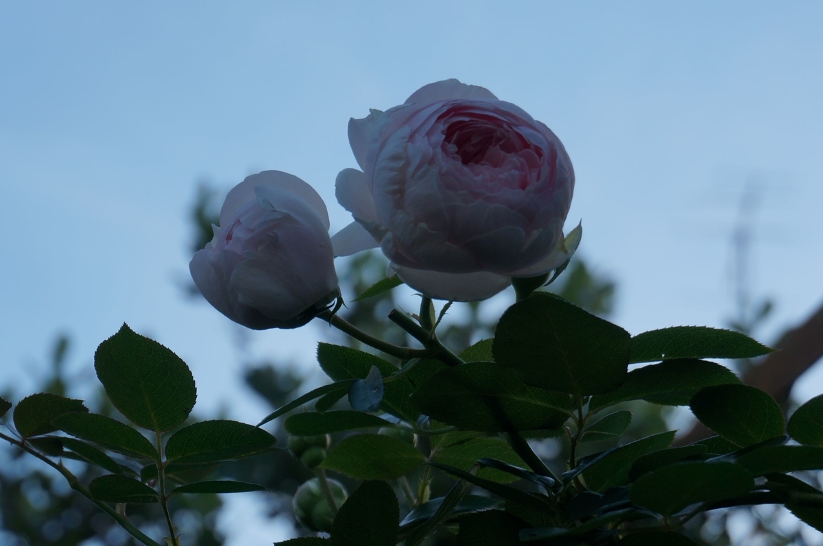 f:id:HHnavyhat:20201021174539j:plain f:id:HHnavyhat:20201021174539j:plain