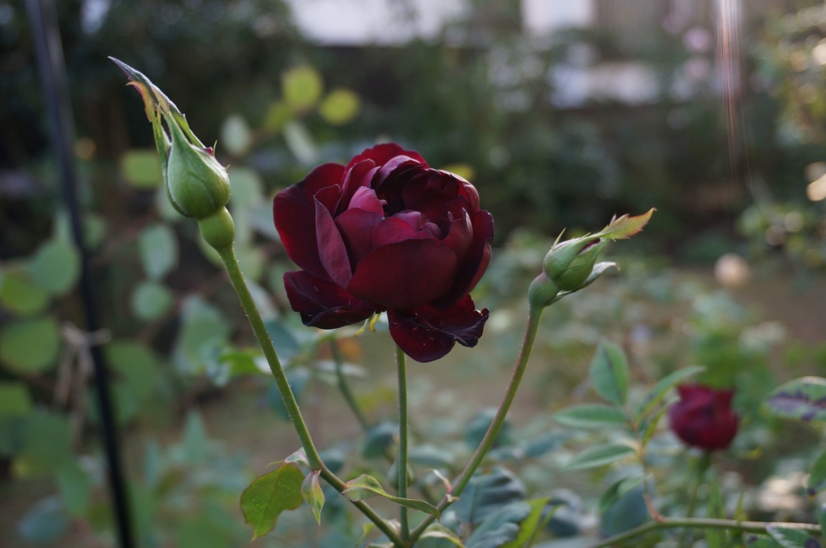 f:id:HHnavyhat:20201103160418j:plain f:id:HHnavyhat:20201103160418j:plain