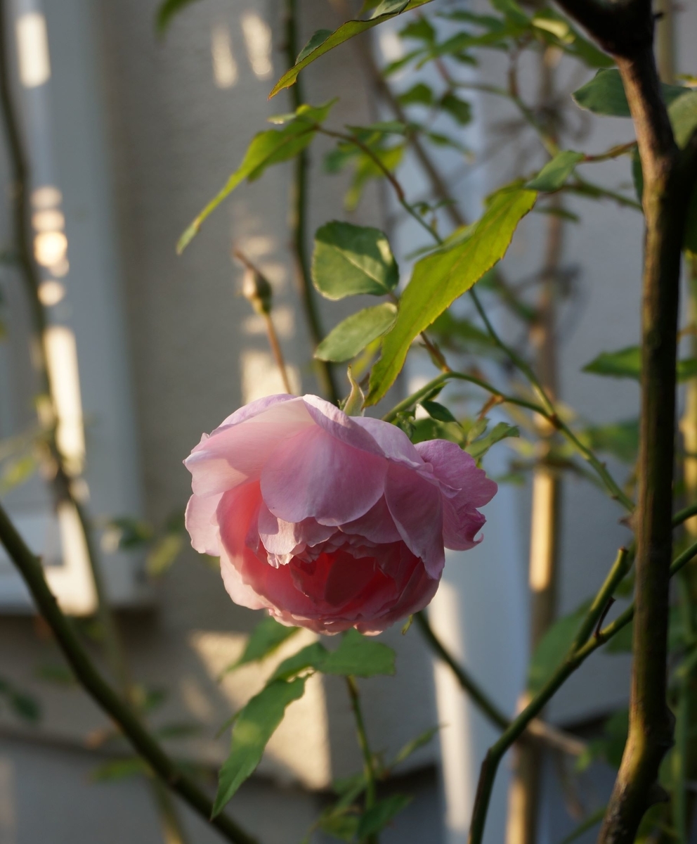 f:id:HHnavyhat:20201103160532j:plain f:id:HHnavyhat:20201103160532j:plain