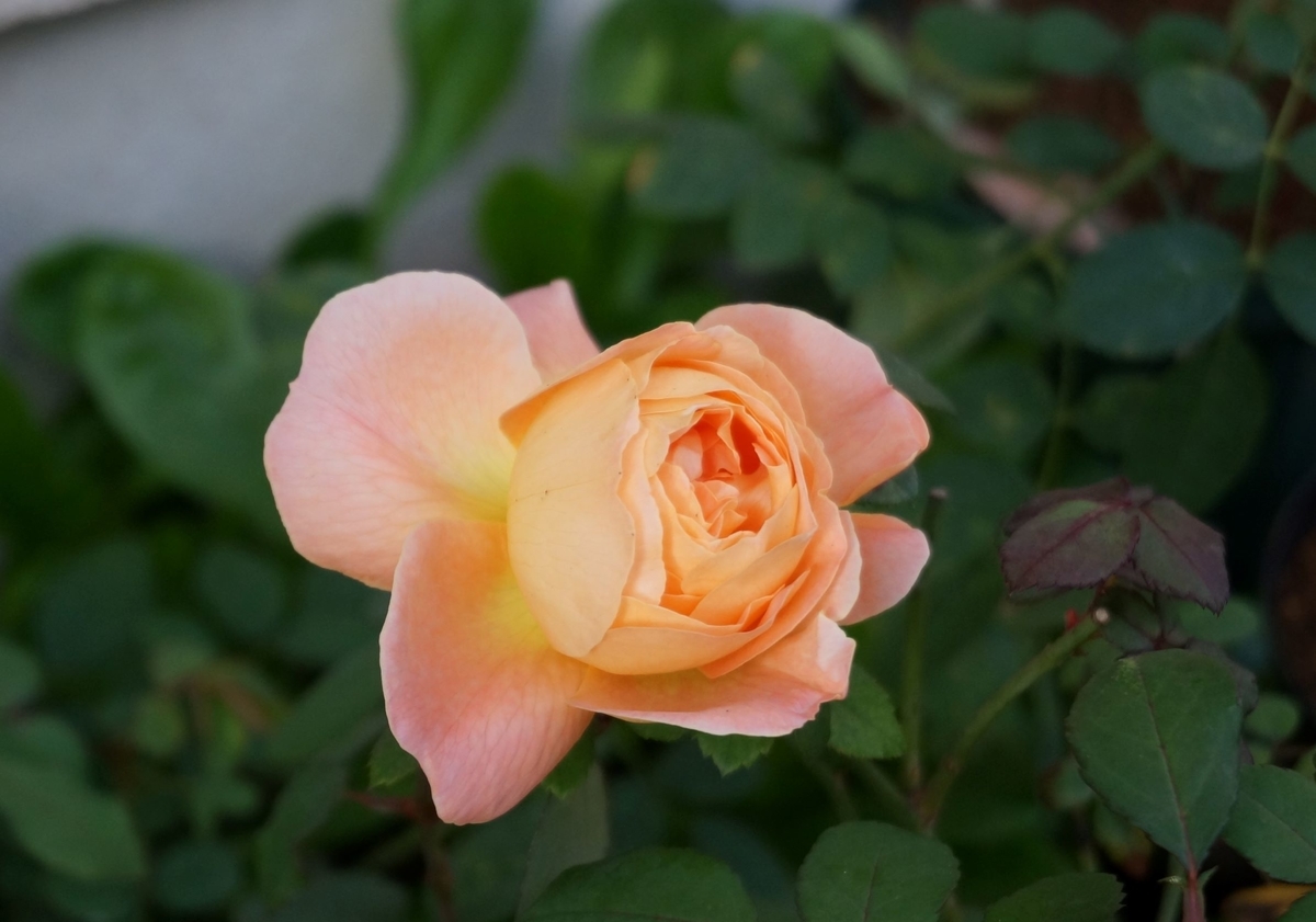 f:id:HHnavyhat:20201103161556j:plain f:id:HHnavyhat:20201103161556j:plain