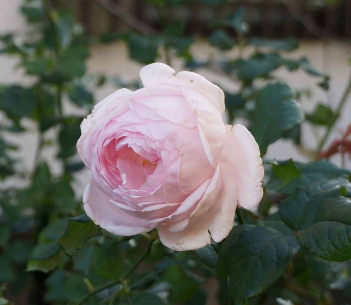 f:id:HHnavyhat:20201103162029j:plain f:id:HHnavyhat:20201103162029j:plain