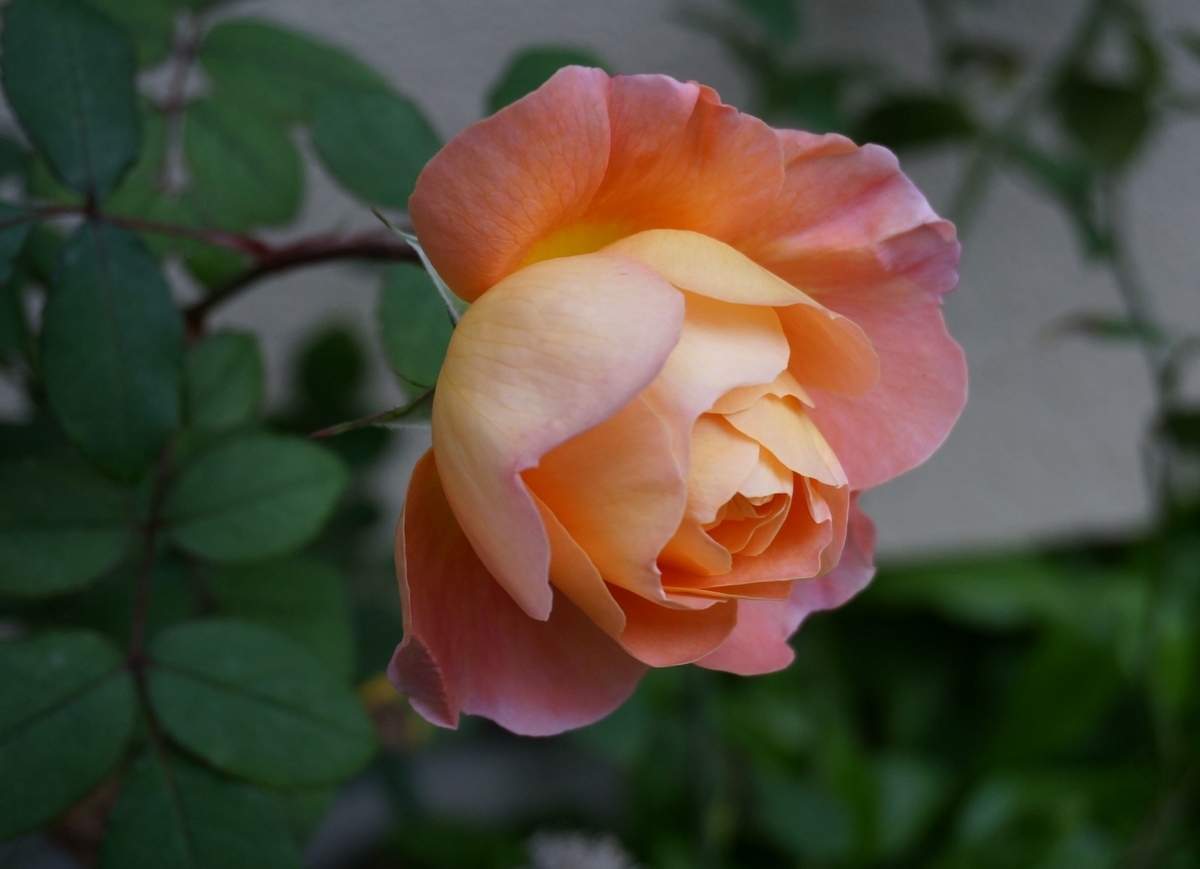 f:id:HHnavyhat:20201123195803j:plain