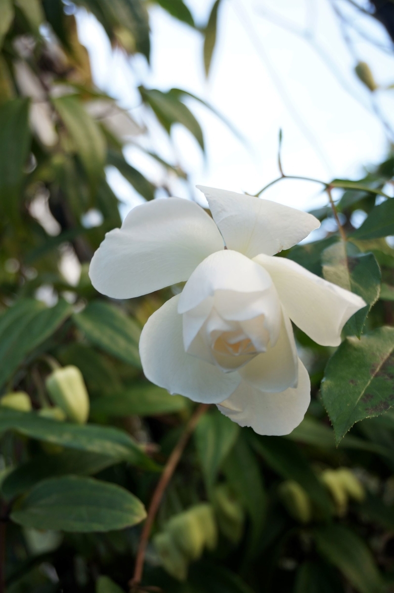 f:id:HHnavyhat:20201225123852j:plain