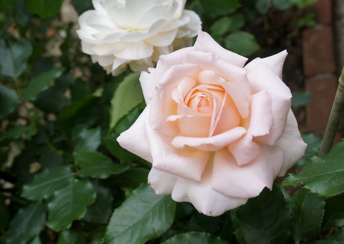 キャンドスビューティー 薔薇苗 バラ苗 挿し木苗 キャンドスビューティー 薔薇苗 バラ苗 挿し木苗 園芸ネット本店