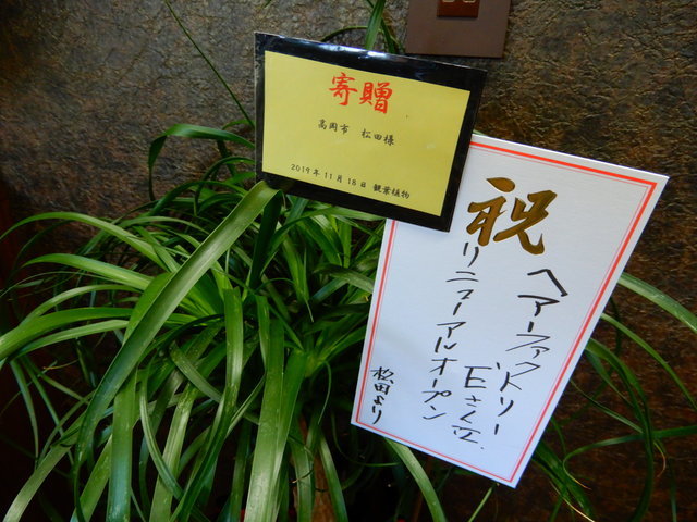 高岡市松田様 観葉植物