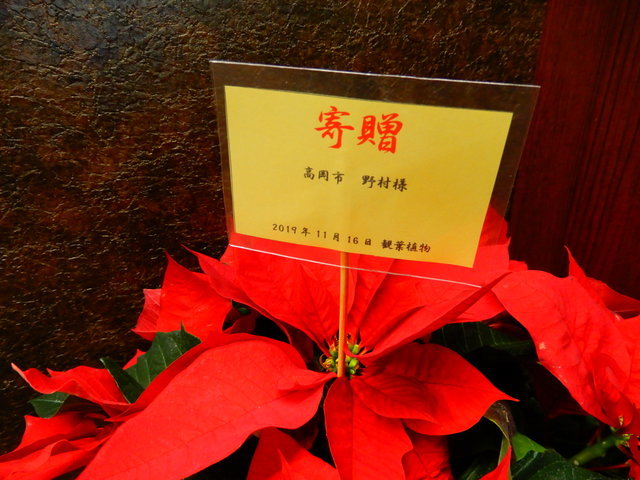 高岡市野村様 ポインセチア