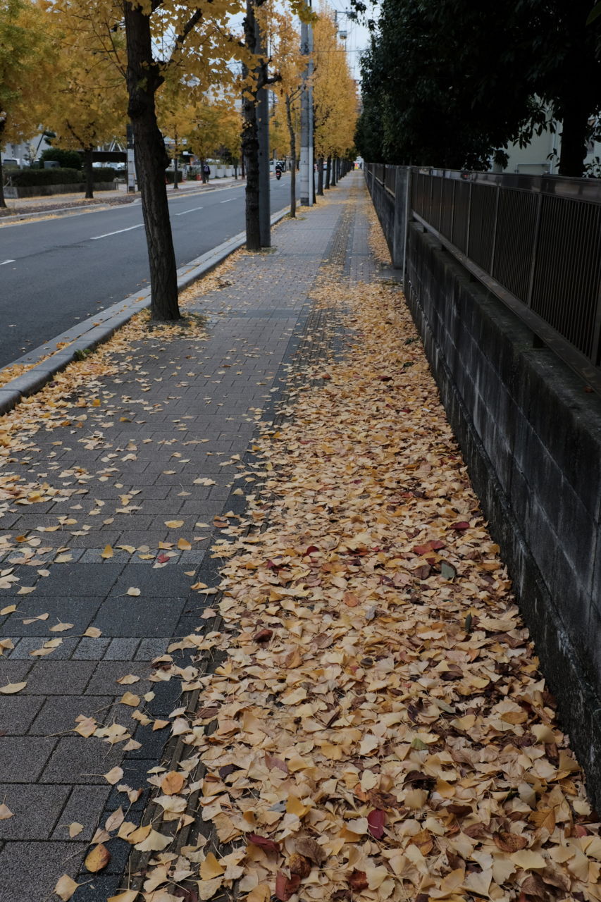 f:id:HIDE_Verdad:20171120232210j:plain