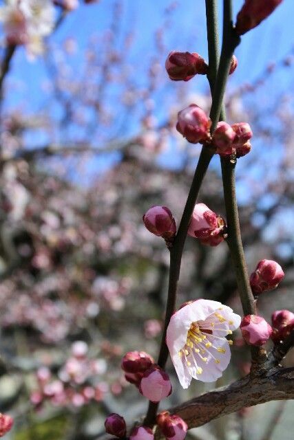 f:id:HIDE_Verdad:20180302224733j:image