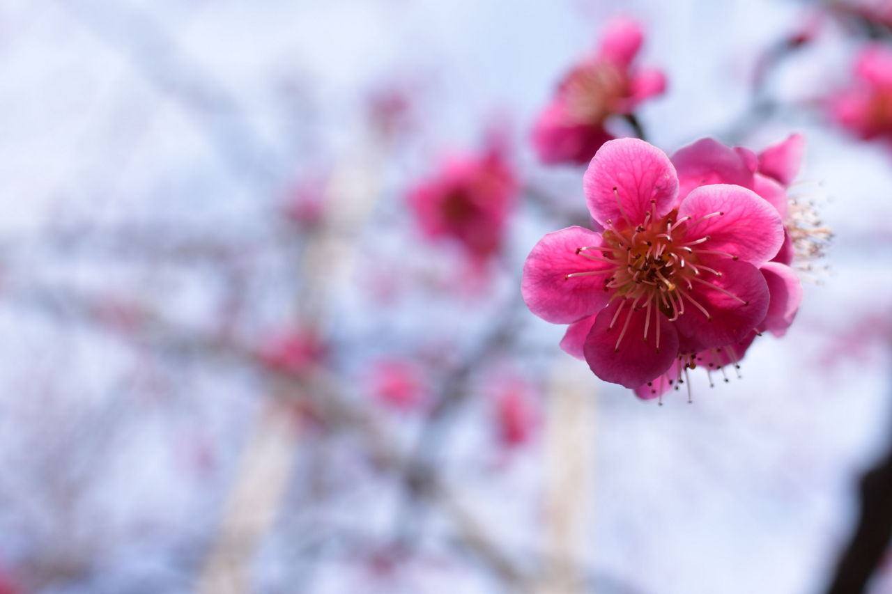 f:id:HIDE_Verdad:20180304002207j:plain