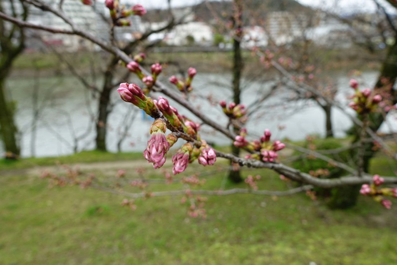f:id:HIDE_Verdad:20180321000251j:plain