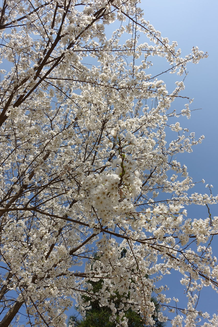 f:id:HIDE_Verdad:20180324233340j:plain