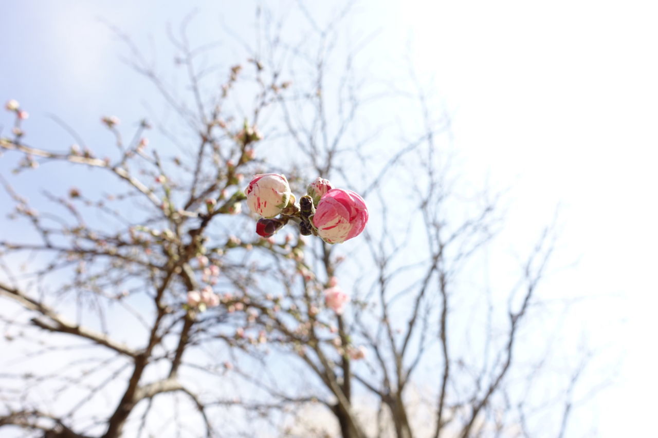 f:id:HIDE_Verdad:20180324233347j:plain