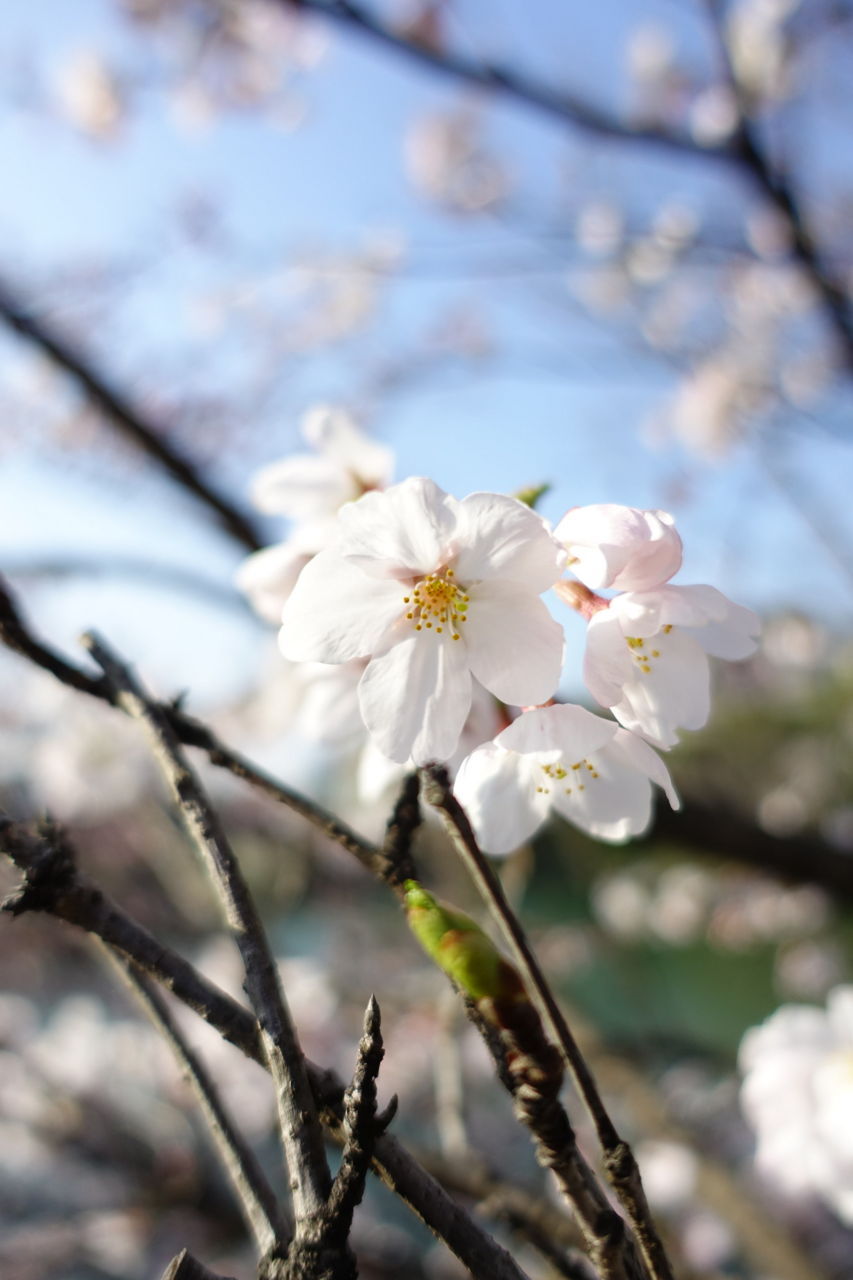 f:id:HIDE_Verdad:20180327232436j:plain