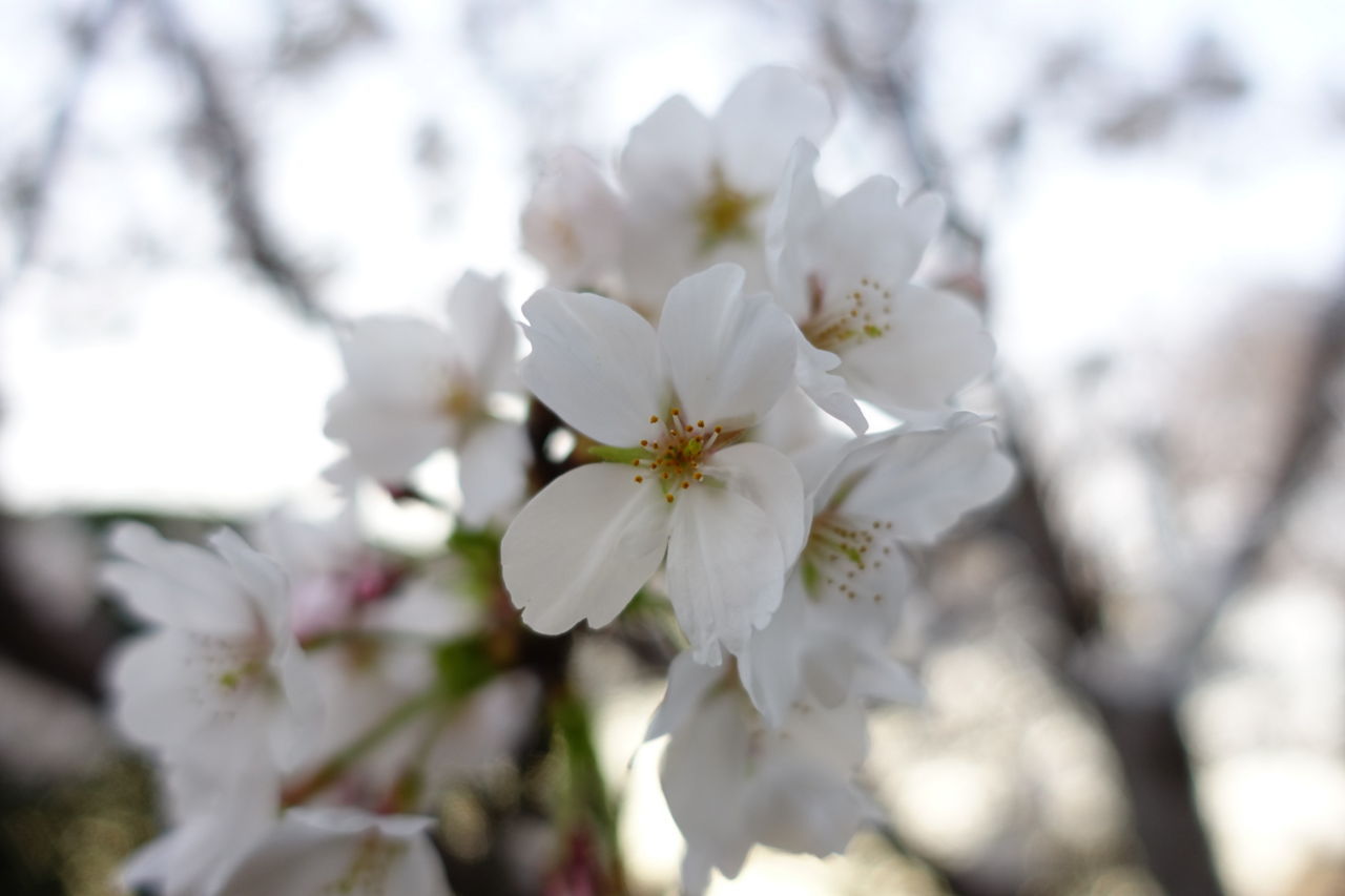 f:id:HIDE_Verdad:20180327232441j:plain