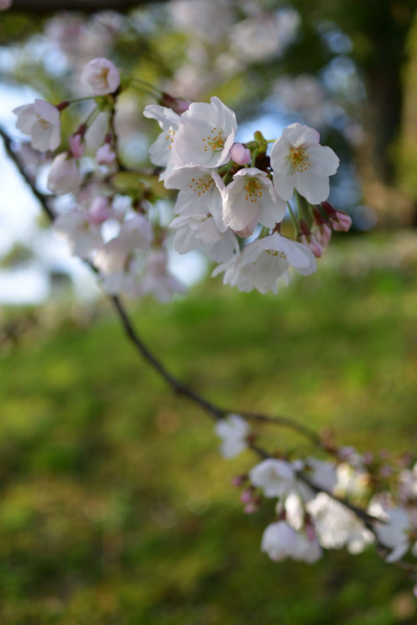f:id:HIDE_Verdad:20180328231305j:plain