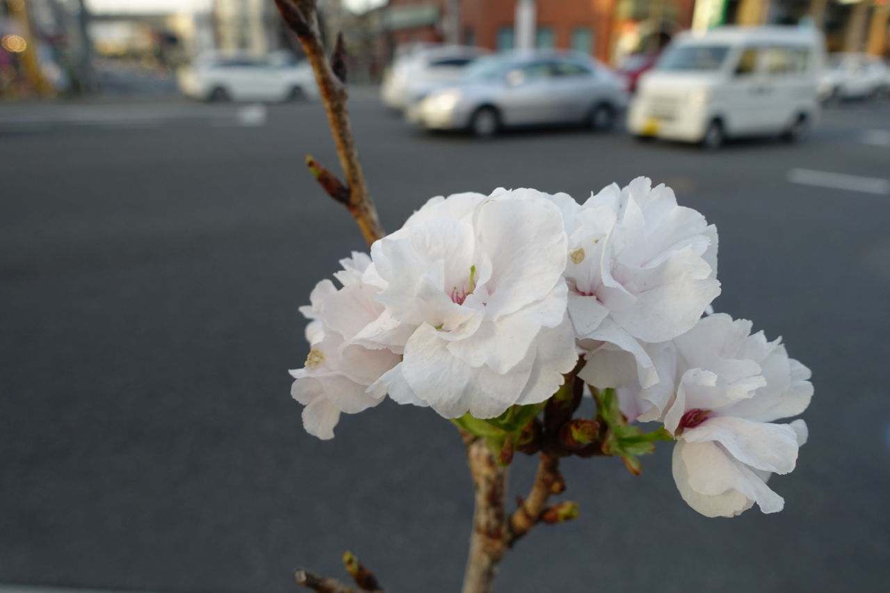 f:id:HIDE_Verdad:20180419000923j:plain