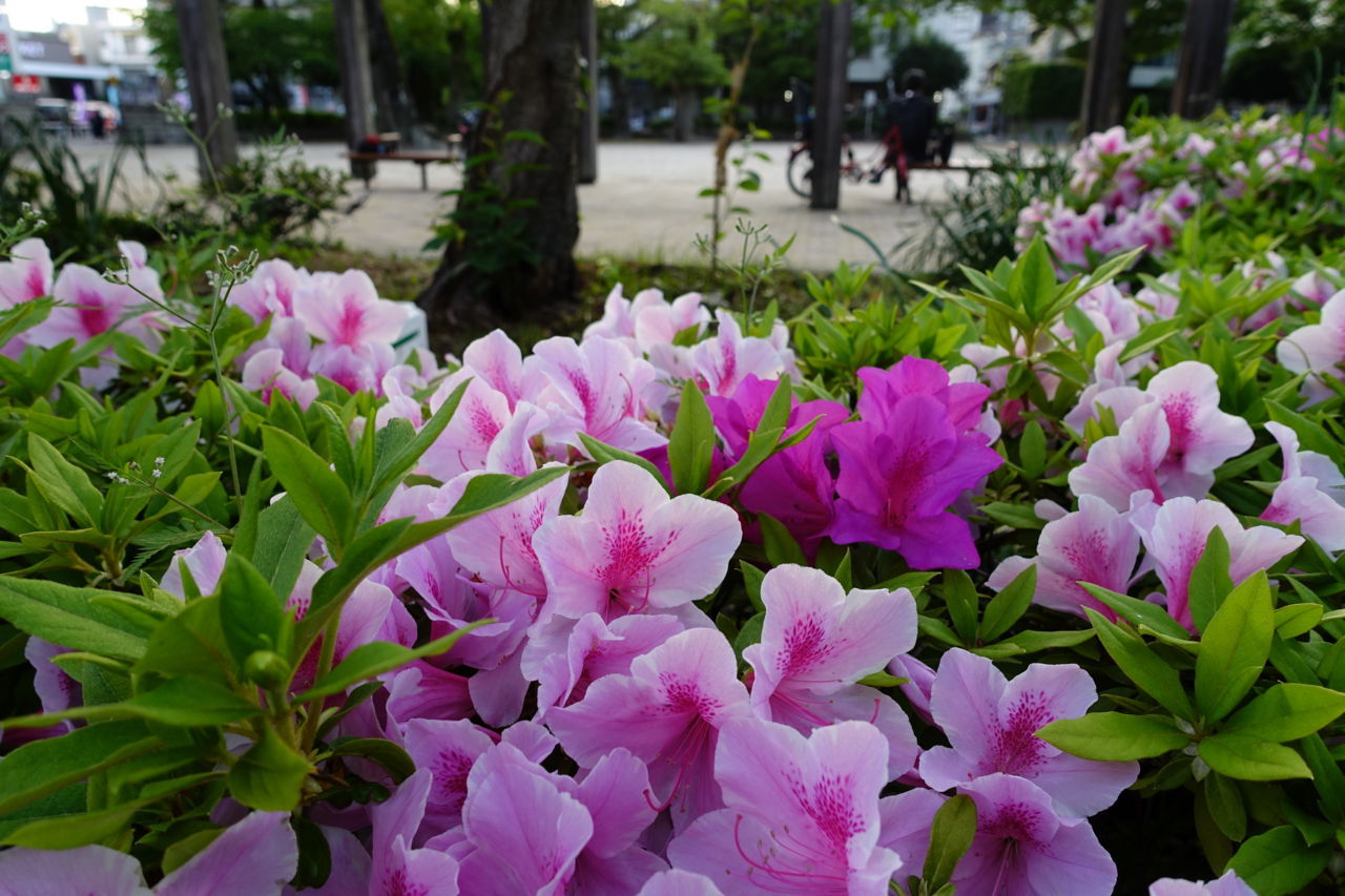 f:id:HIDE_Verdad:20180425231010j:plain