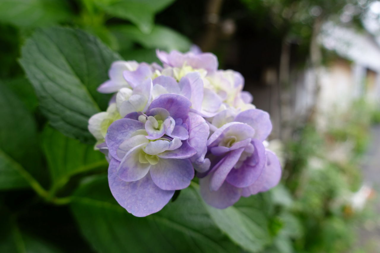f:id:HIDE_Verdad:20180705230359j:plain