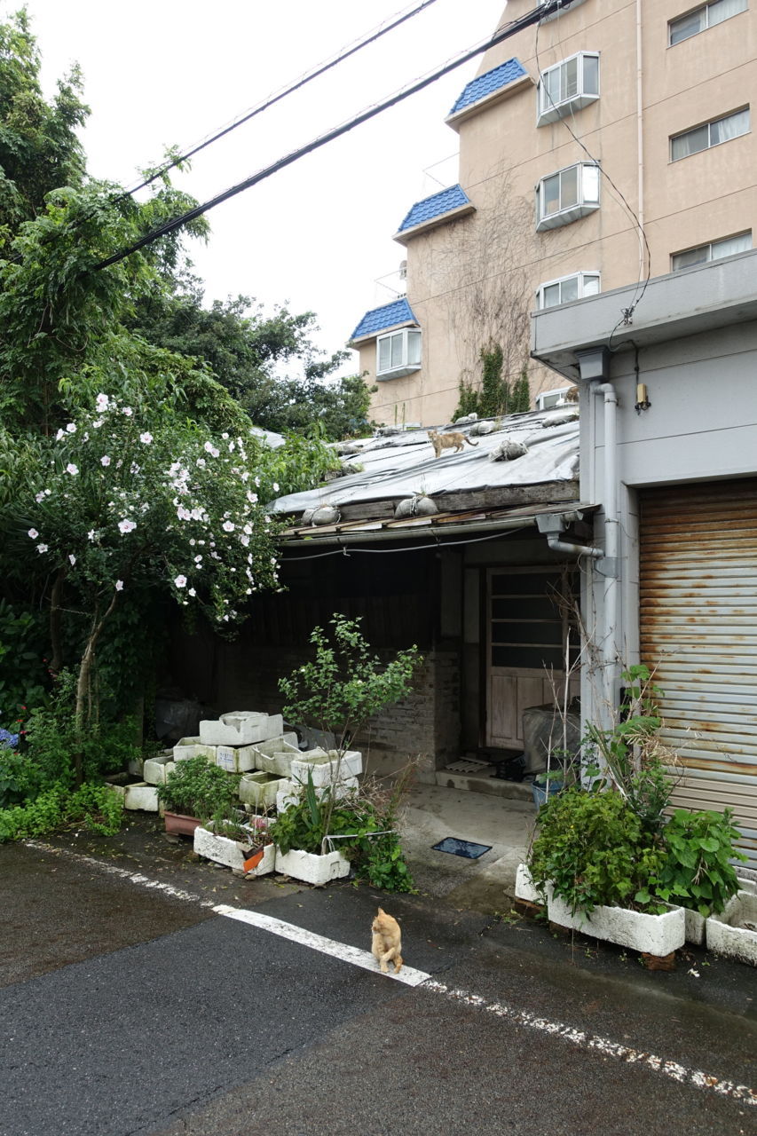 f:id:HIDE_Verdad:20180705230403j:plain
