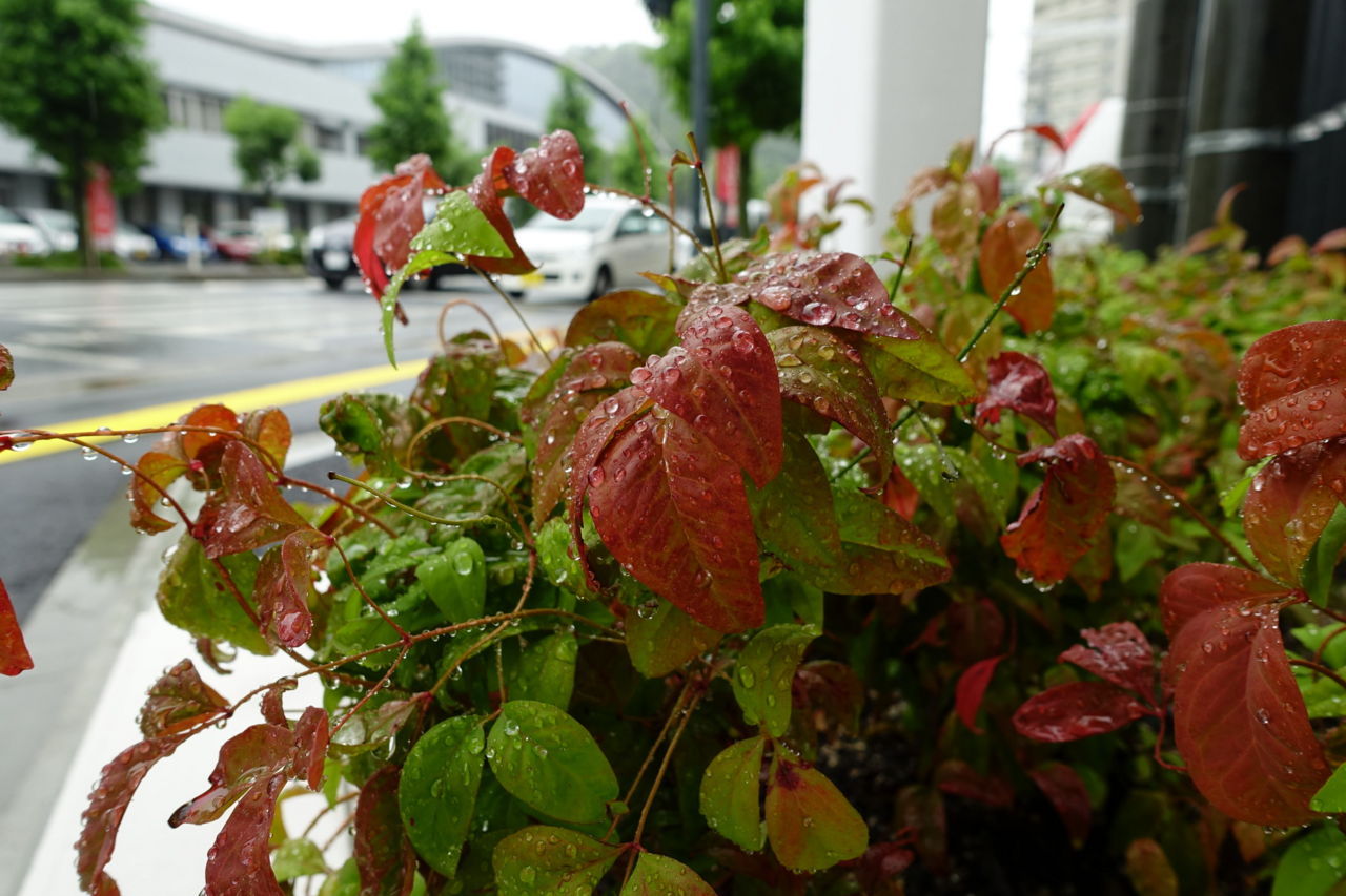 f:id:HIDE_Verdad:20180708231511j:plain