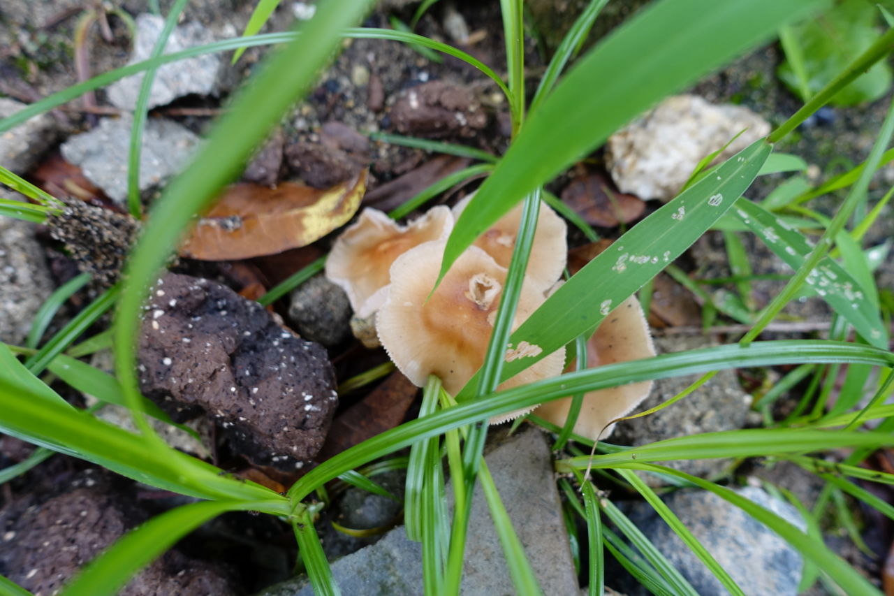 f:id:HIDE_Verdad:20180708231522j:plain