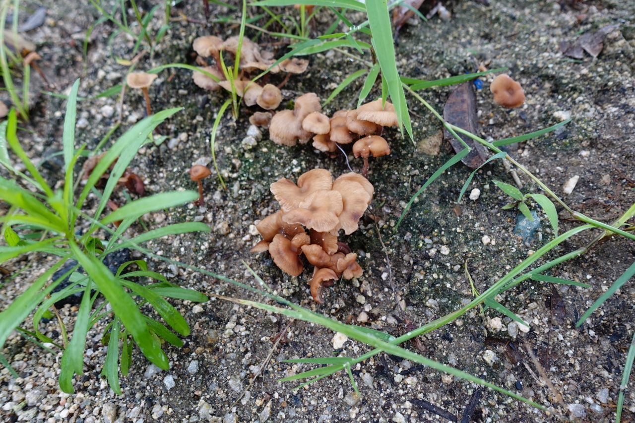 f:id:HIDE_Verdad:20180708231524j:plain