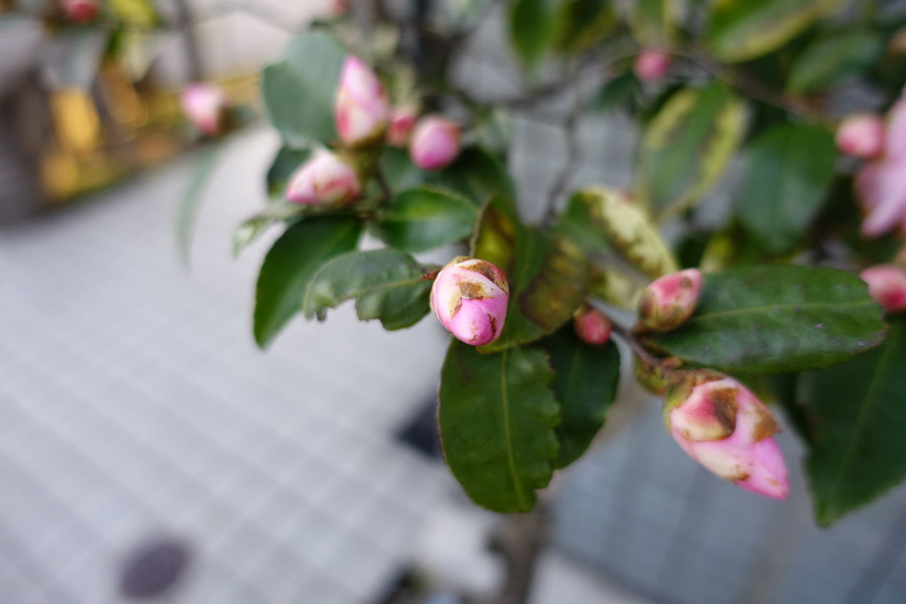 f:id:HIDE_Verdad:20190221001243j:plain