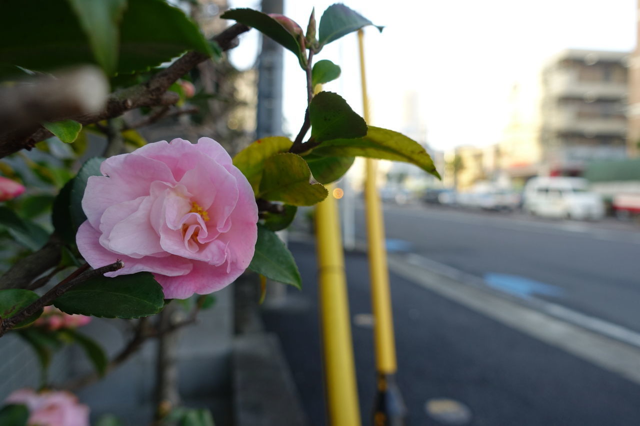 f:id:HIDE_Verdad:20190221001250j:plain