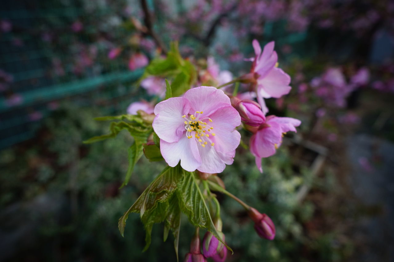 f:id:HIDE_Verdad:20190301233644j:plain