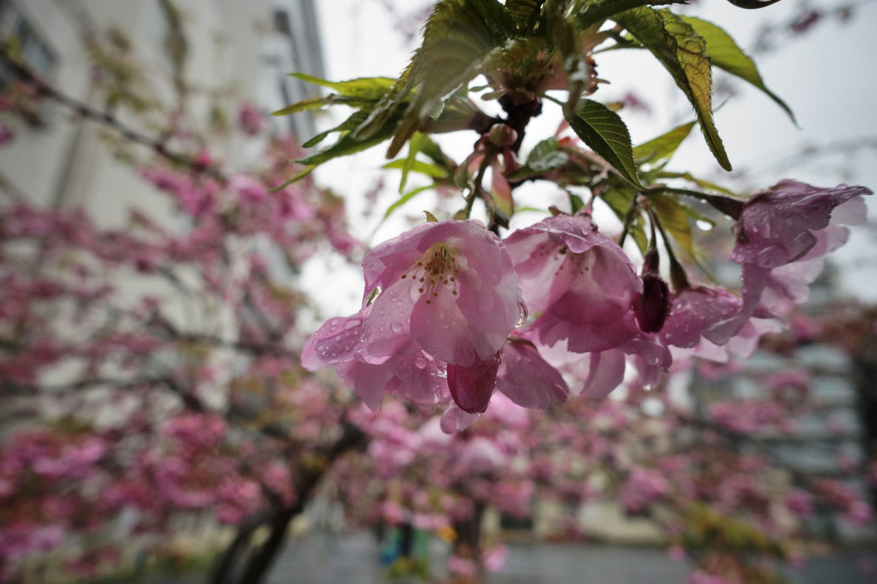 f:id:HIDE_Verdad:20190304220807j:plain