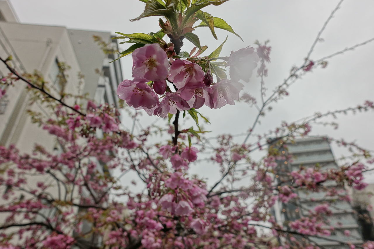 f:id:HIDE_Verdad:20190304220832j:plain